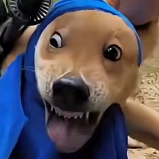 小狗